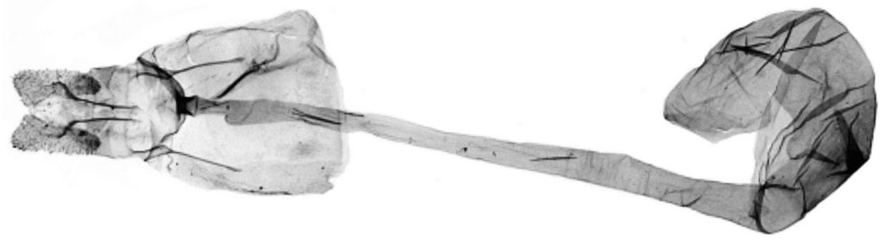 /filer/webapps/moths/media/images/M/misera_Procrica_GFPT_RMCA.jpg
