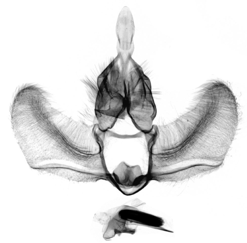 /filer/webapps/moths/media/images/M/misera_Procrica_GMHT_RMCA_635.jpg