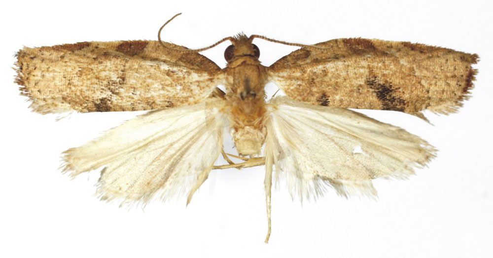 /filer/webapps/moths/media/images/M/misera_Procrica_HT_RMCA.jpg