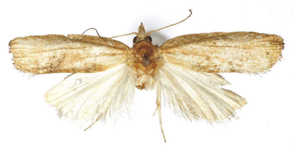 /filer/webapps/moths/media/images/M/misera_Procrica_PT_RMCA.jpg