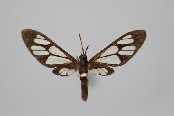 /filer/webapps/moths/media/images/M/miserabilis_Myopsyche_A_BMNH.jpg