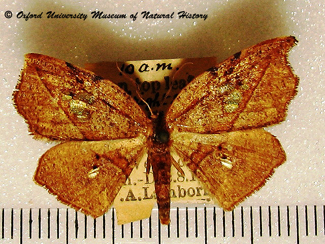 /filer/webapps/moths/media/images/M/miserrima_Spidia_A_OUMNH_01.jpg