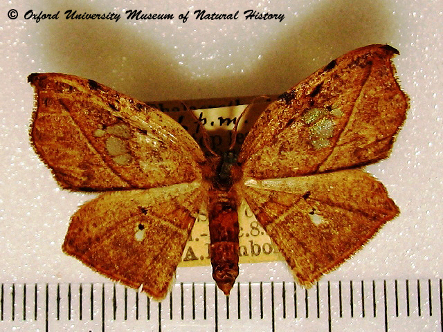 /filer/webapps/moths/media/images/M/miserrima_Spidia_A_OUMNH_02.jpg