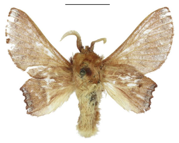 /filer/webapps/moths/media/images/M/missdebeerae_Morongea_AM_ANHRT.jpg