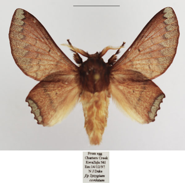 /filer/webapps/moths/media/images/M/missdebeerae_Morongea_AM_TMSA_01.jpg