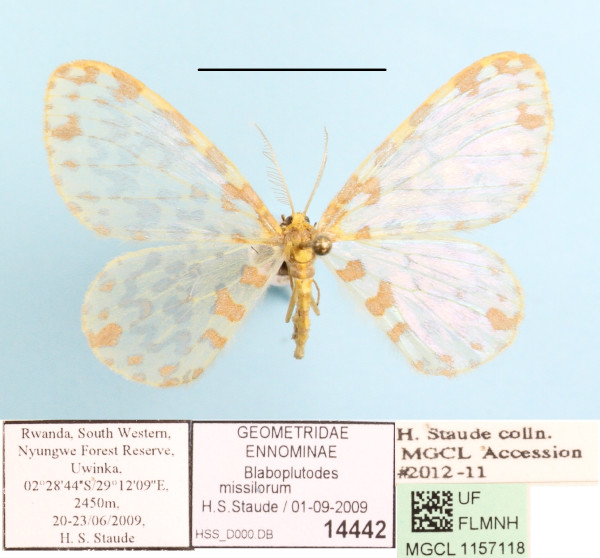 /filer/webapps/moths/media/images/M/missilorum_Blaboplutodes_A_MGCLa_01.JPG