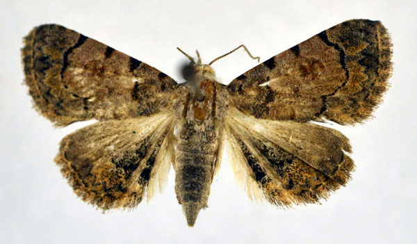 /filer/webapps/moths/media/images/M/misturata_Metachrostis_A_NHMO.jpg