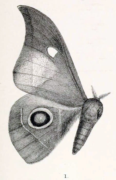 /filer/webapps/moths/media/images/M/mitfordi_Bunaea_HT_Kirb_1892b_11_1.jpg