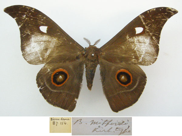 /filer/webapps/moths/media/images/M/mitfordi_Bunaea_HT_NHMUKa.jpg