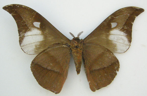 /filer/webapps/moths/media/images/M/mitfordi_Bunaea_HT_NHMUKb.jpg