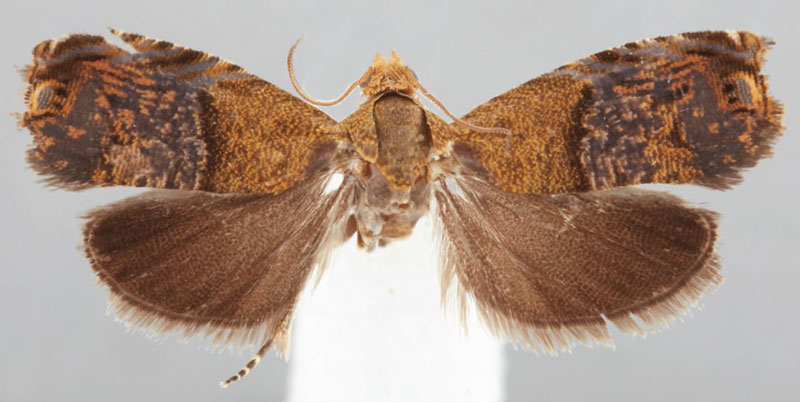 /filer/webapps/moths/media/images/M/mixographa_Eucosmocydia_AF_USNM.jpg