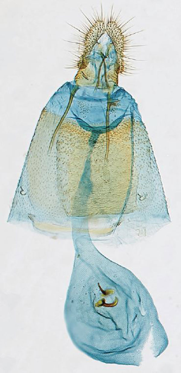 /filer/webapps/moths/media/images/M/mixographa_Eucosmocydia_GF_USNM.jpg