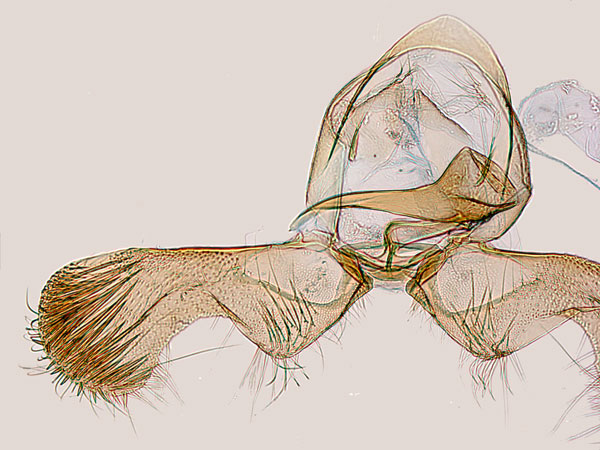 /filer/webapps/moths/media/images/M/mixographa_Eucosmocydia_GM_RMCA.jpg