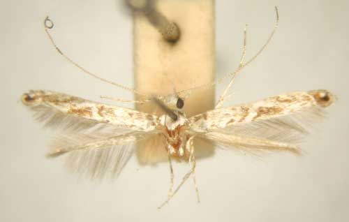 /filer/webapps/moths/media/images/M/mixograpta_Stomphastis_PT_TMSA6036.jpg