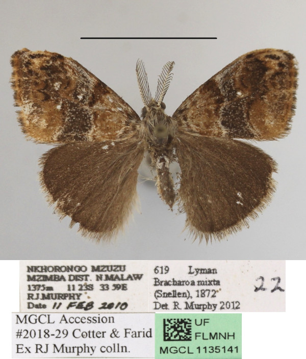 /filer/webapps/moths/media/images/M/mixta_Bracharoa_A_MGCLa_02.jpg