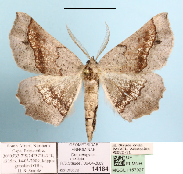 /filer/webapps/moths/media/images/M/mixtaria_Drepanogynis_AM_MGCLa_01.JPG