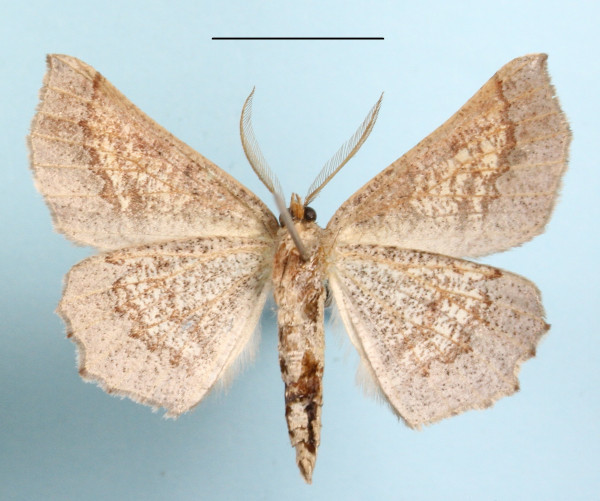 /filer/webapps/moths/media/images/M/mixtaria_Drepanogynis_AM_MGCLb_01.JPG