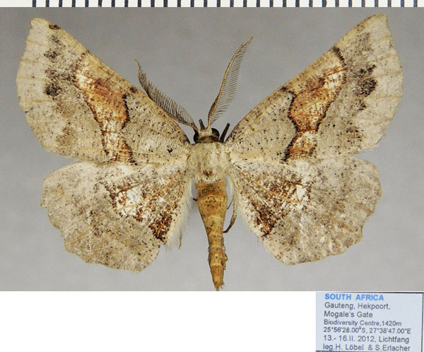 /filer/webapps/moths/media/images/M/mixtaria_Drepanogynis_AM_ZSMa.jpg