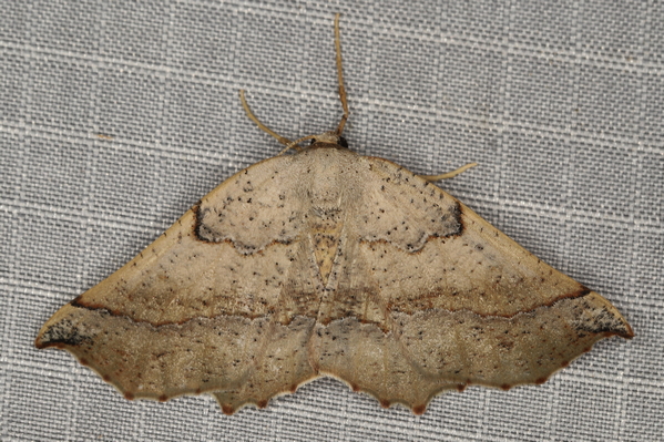 /filer/webapps/moths/media/images/M/mixtaria_Drepanogynis_F_Heyns_01.JPG