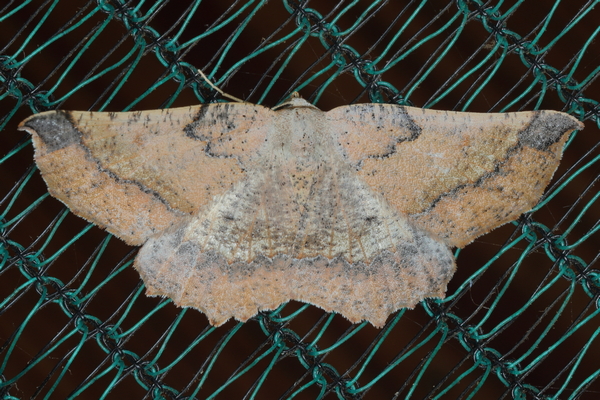 /filer/webapps/moths/media/images/M/mixtaria_Drepanogynis_F_Heyns_01_Ly2ddTX.JPG