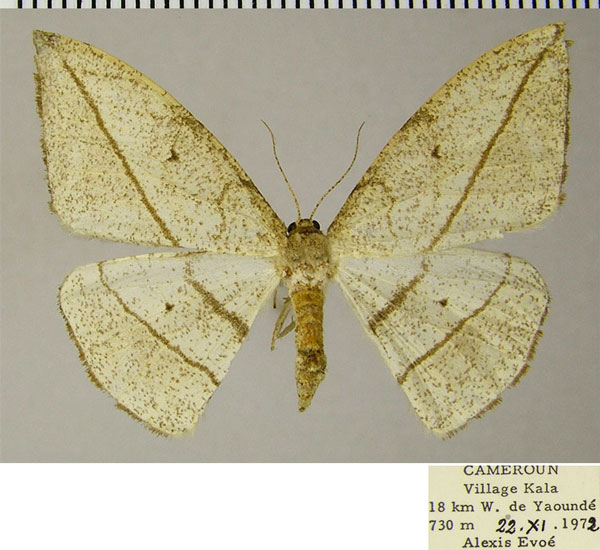 /filer/webapps/moths/media/images/M/mixtilinea_Geolyces_AF_ZSM.jpg