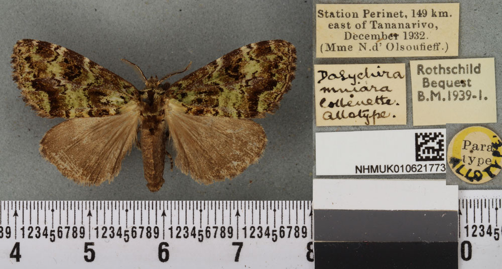 /filer/webapps/moths/media/images/M/mniara_Dasychira_AT_BMNHa.jpg