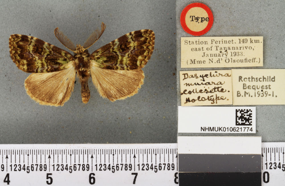 /filer/webapps/moths/media/images/M/mniara_Dasychira_HT_BMNH.jpg