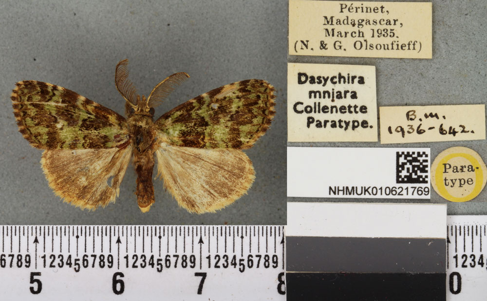 /filer/webapps/moths/media/images/M/mniara_Dasychira_PTM_BMNH_02a.jpg