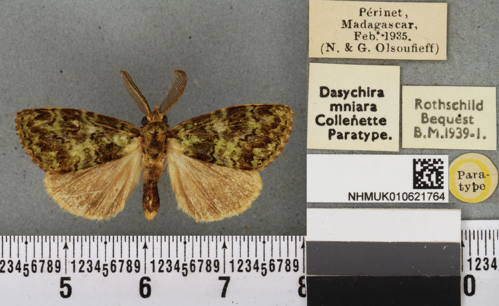 /filer/webapps/moths/media/images/M/mniara_Dasychira_PTM_BMNHa.jpg