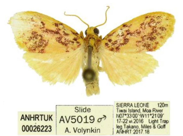 /filer/webapps/moths/media/images/M/moa_Palaeugoa_HT_ANHRT.jpg