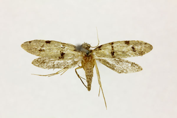 /filer/webapps/moths/media/images/M/mochlodroma_Sphaericobathra_HT_RMCA.jpg