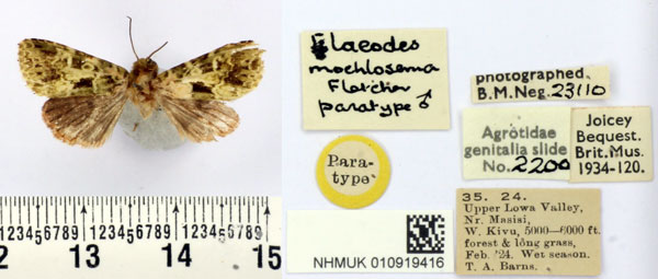 /filer/webapps/moths/media/images/M/mochlosema_Elaeodes_PT_BMNH.jpg