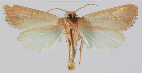 /filer/webapps/moths/media/images/M/mocoensis_Sesamia_HT_NHMUKb.jpg