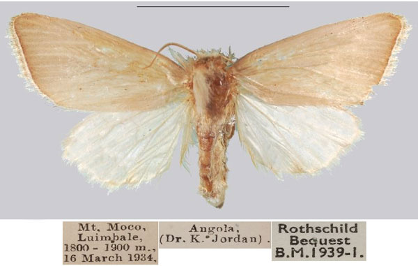 /filer/webapps/moths/media/images/M/mocoensis_Sesamia_PTM_NHMUKa.jpg