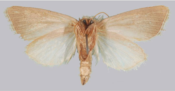 /filer/webapps/moths/media/images/M/mocoensis_Sesamia_PTM_NHMUKb.jpg