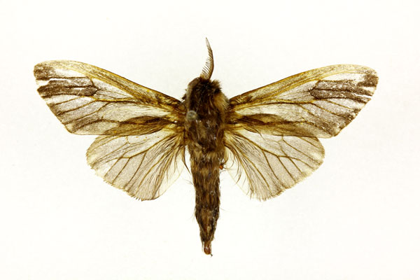 /filer/webapps/moths/media/images/M/moddermanni_Eumeta_A_RMCA.jpg