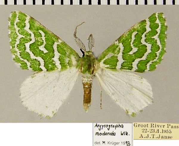 /filer/webapps/moths/media/images/M/moderata_Argyrographa_AM_ZSMa.jpg