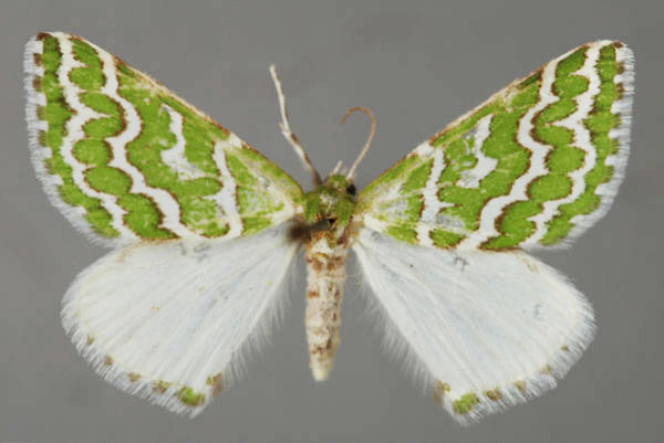 /filer/webapps/moths/media/images/M/moderata_Argyrographa_A_ZSM_01.jpg