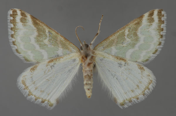 /filer/webapps/moths/media/images/M/moderata_Argyrographa_A_ZSM_02.jpg