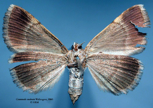 /filer/webapps/moths/media/images/M/moderata_Grammodes_HT_SNHM_02.jpg
