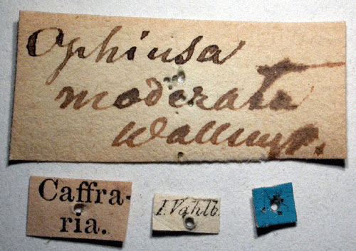 /filer/webapps/moths/media/images/M/moderata_Grammodes_HT_SNHMl.jpg