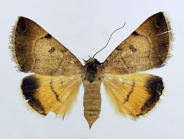 /filer/webapps/moths/media/images/M/moderata_Plecopterodes_AF_ISEA.jpg
