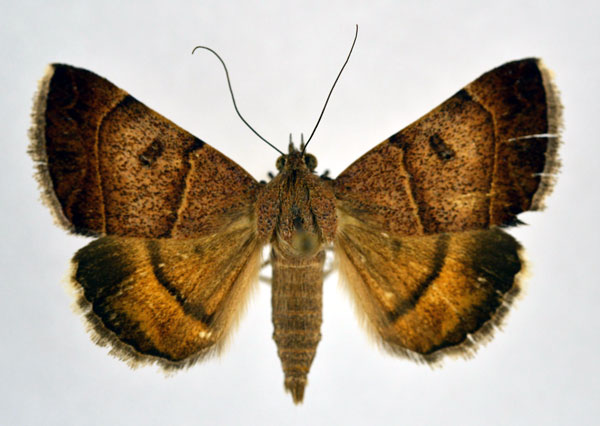 /filer/webapps/moths/media/images/M/moderata_Plecopterodes_AF_NHMO.jpg