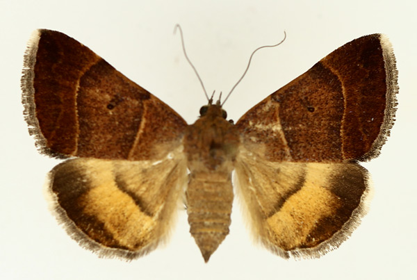 /filer/webapps/moths/media/images/M/moderata_Plecopterodes_AF_TMSA_01.jpg