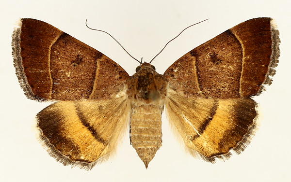 /filer/webapps/moths/media/images/M/moderata_Plecopterodes_AF_TMSA_02.jpg