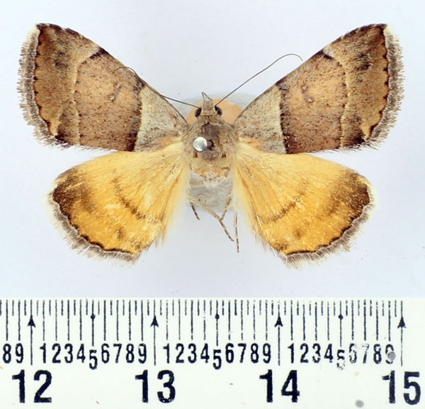 /filer/webapps/moths/media/images/M/moderata_Plecopterodes_AM_BMNH.jpg