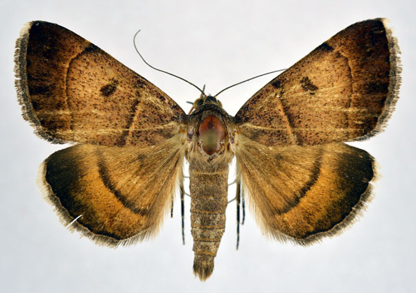 /filer/webapps/moths/media/images/M/moderata_Plecopterodes_AM_NHMO.jpg