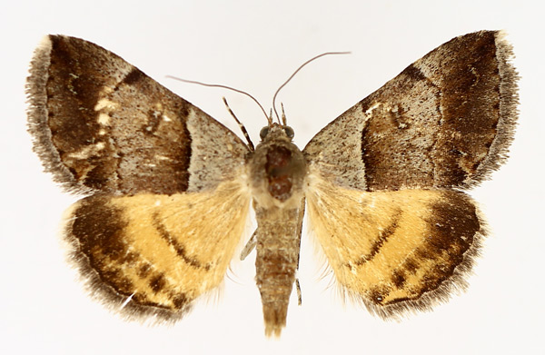 /filer/webapps/moths/media/images/M/moderata_Plecopterodes_AM_TMSA_01.jpg