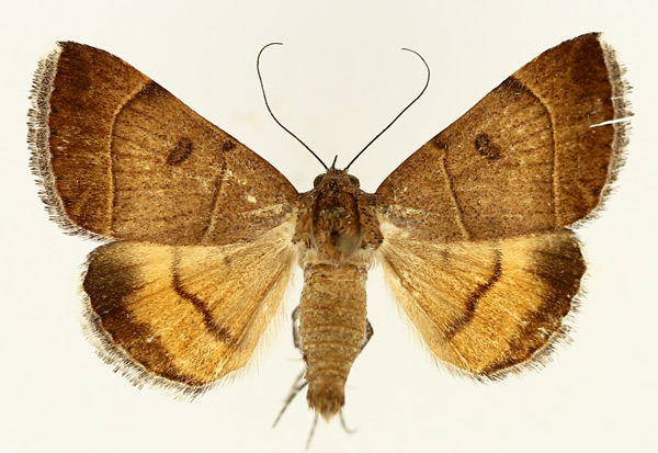 /filer/webapps/moths/media/images/M/moderata_Plecopterodes_AM_TMSA_02.jpg
