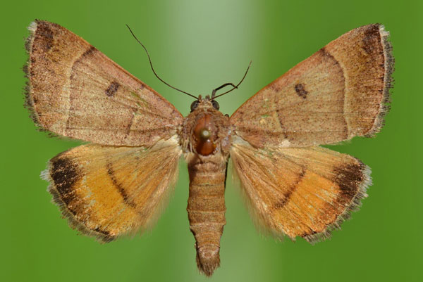 /filer/webapps/moths/media/images/M/moderata_Plecopterodes_A_Butler.jpg